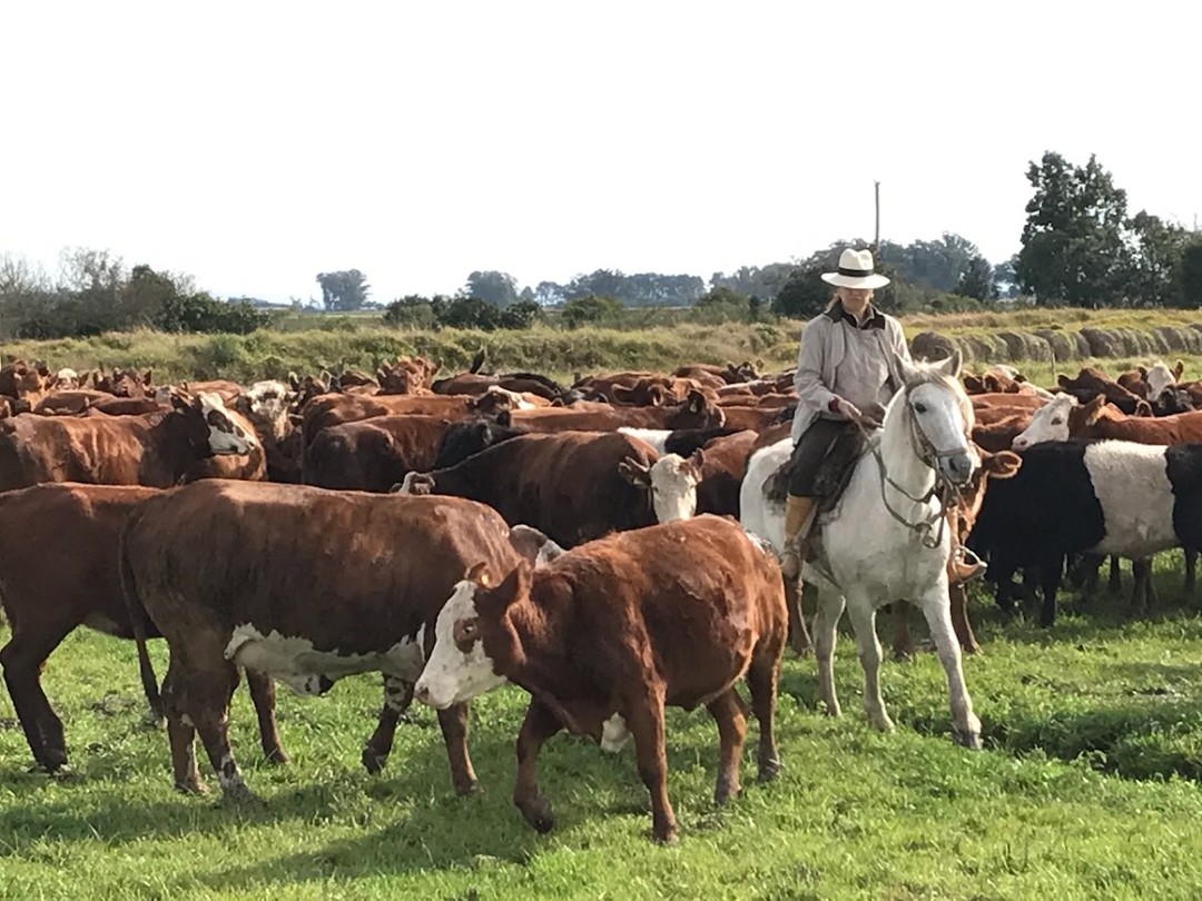 A carne começa muito antes da brasa. Começa aqui: na grama, no cavalo, no peão que conhece